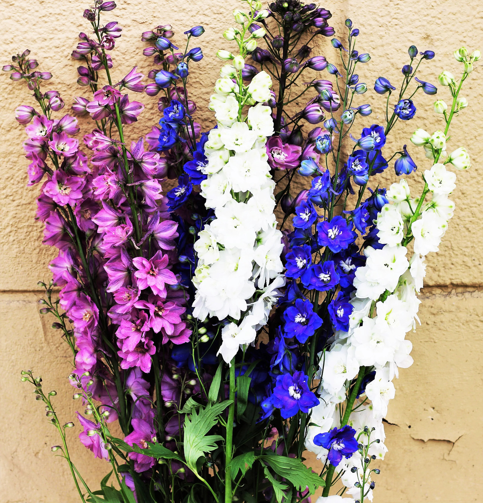 100 ROCKET LARKSPUR DELPHINIUM Consolida Giant Imperial Mixed Color Flower Seeds