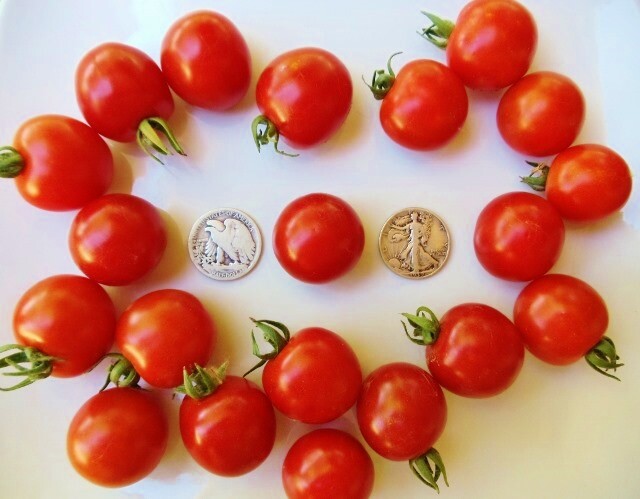 Besser Cherry – Delicious Cherry From Germany – 40 Seeds – Buy any 3, 20% off!