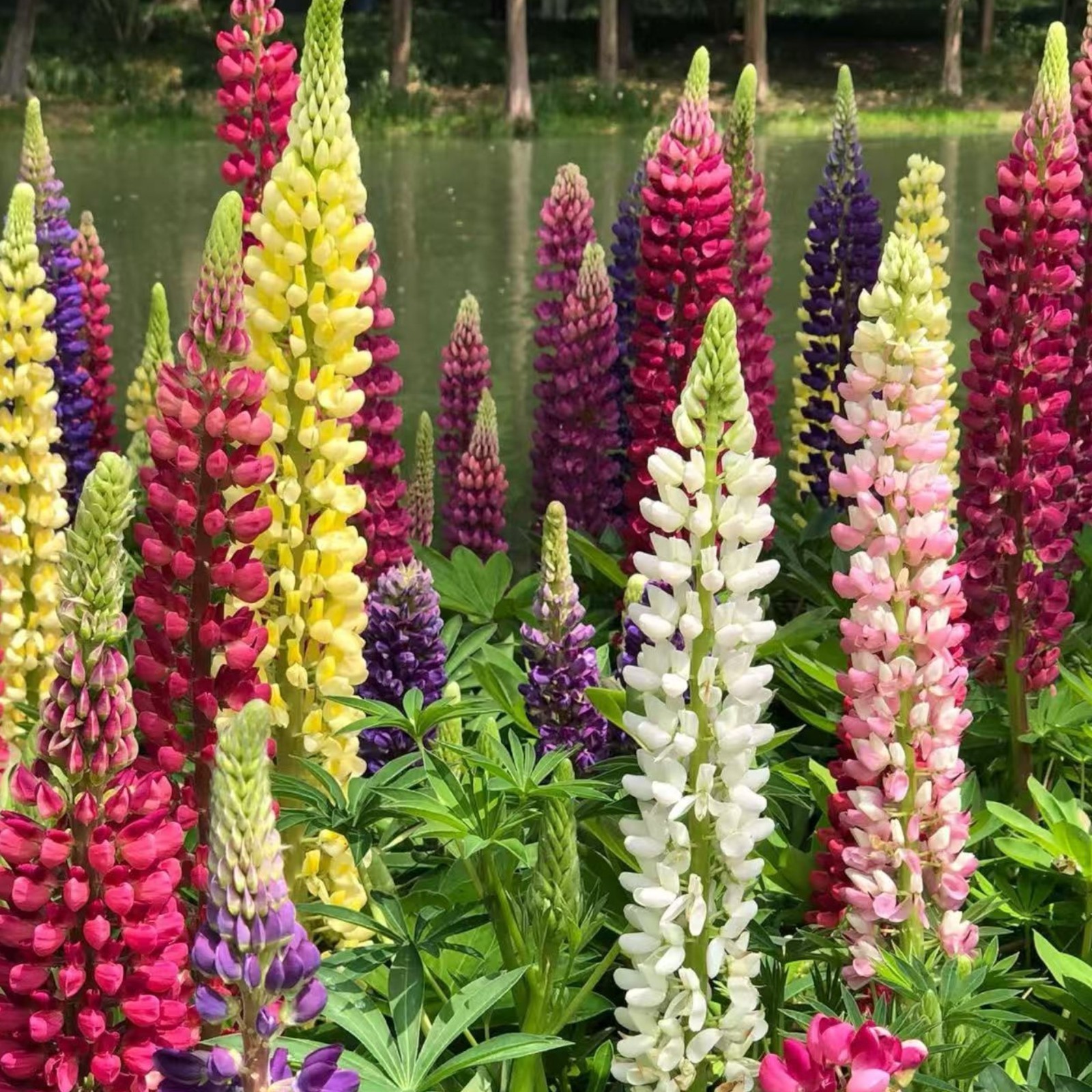 100 Mixed Color Lupine Seeds – Tall Spikes for Wildflower & Cottage Gardens