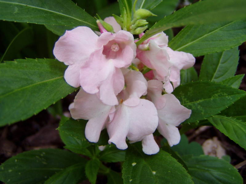 Impatiens balsamina Pink – 15 seeds