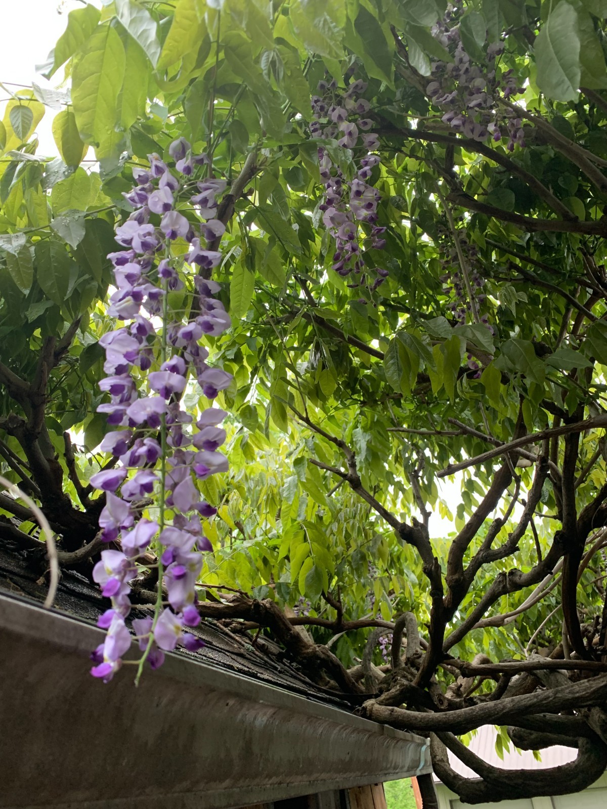 12 JAPANESE PURPLE WISTERIA Seeds Climbing Vine Flower Perennial Floribunda