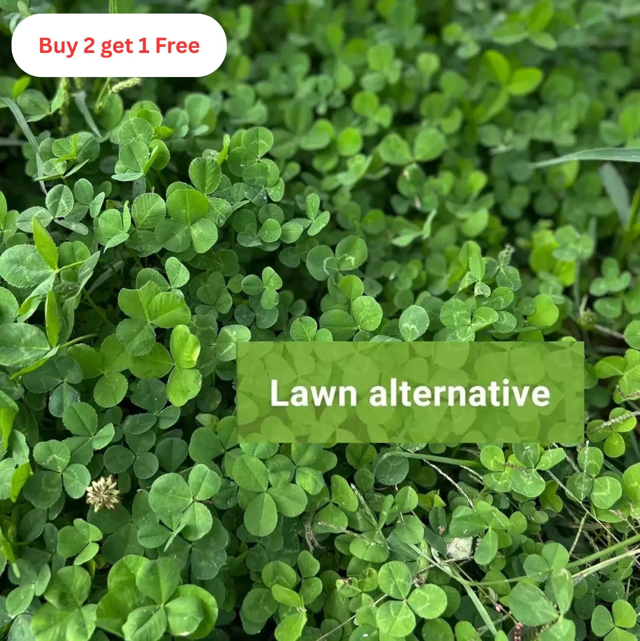 (2 Packs) White Dutch Clover Cover Crop Seeds / Fresh Flower 7,000–10,000 Seeds
