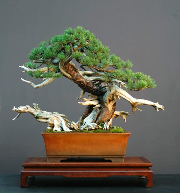 30 Dwarf Mugo Pine Bonsai Tree Seeds – Pinus mugo pumilio