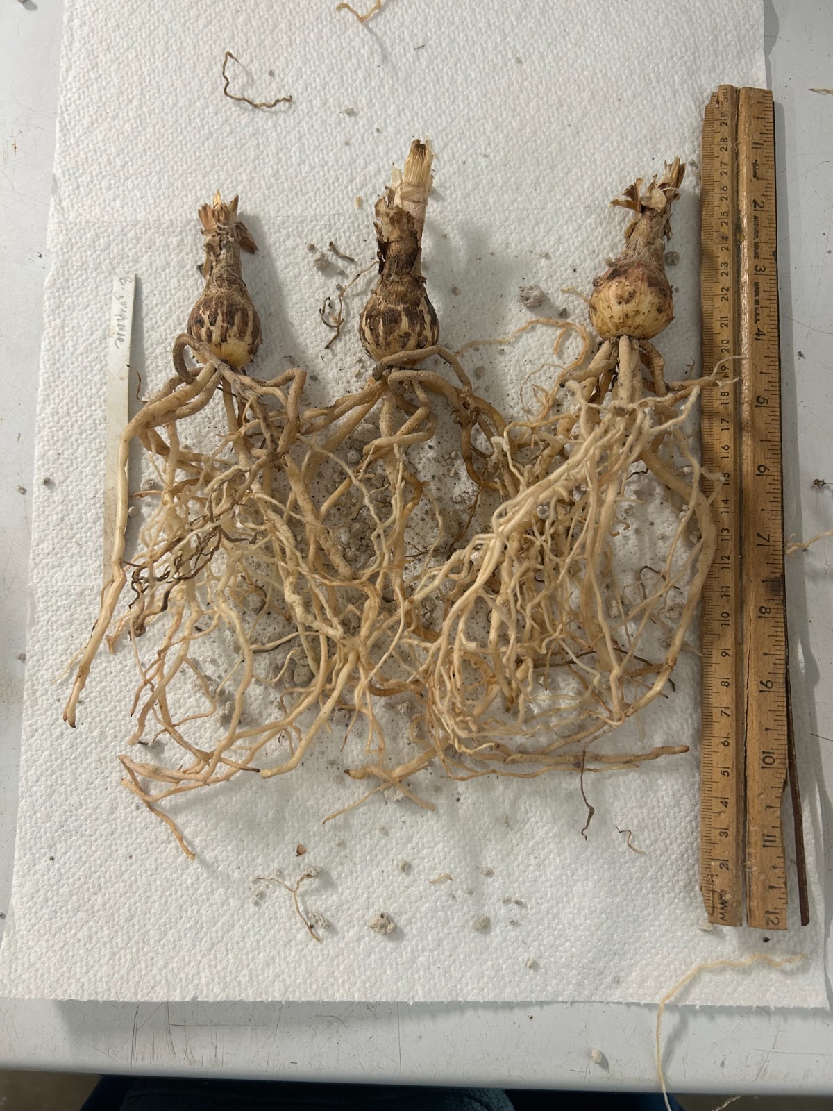 Rare species! Brunsvigia josephinae! seed grown bulbs!