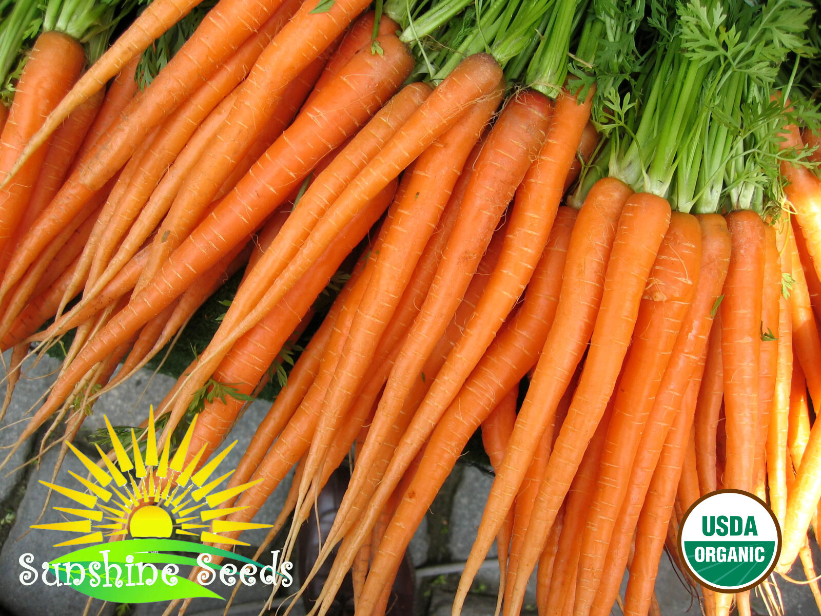 Tendersweet Carrot Seeds (300) / Organic / Florida Grown / Sweet