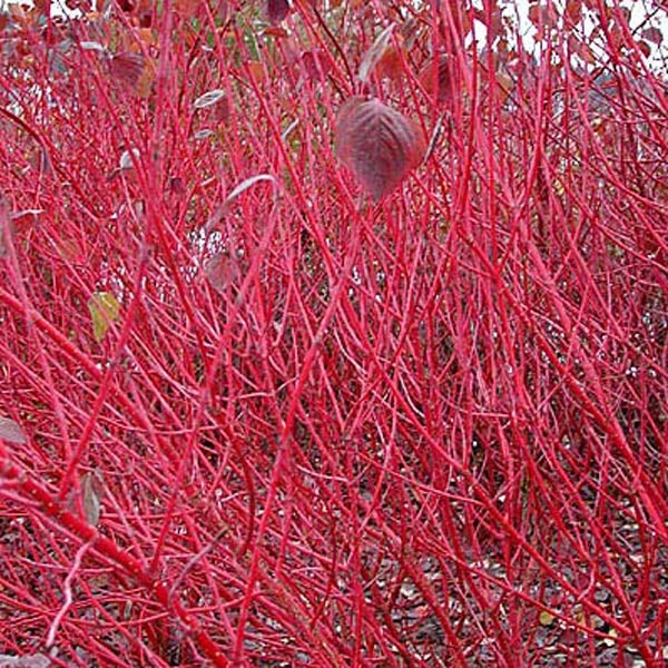Coral Bark Dogwood Shrub (Siberian Tatarian Dogwood) Cornus alba sibirica, Seeds