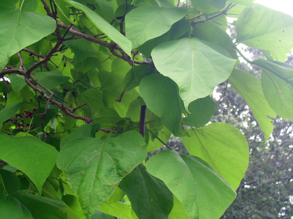 30 NORTHERN CATALPA SEEDS – Catalpa speciosa