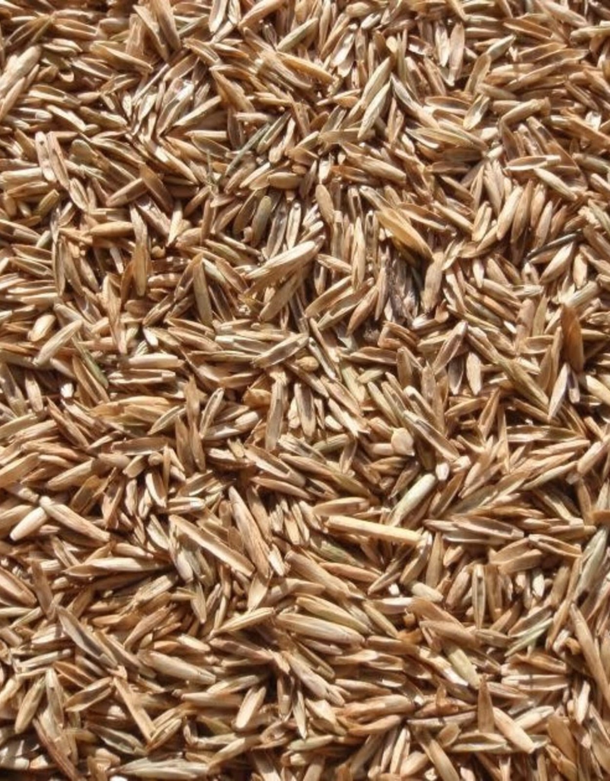 Annual Rye Grass Lawn Seed Cool Season Pasture Forage Cover Crop Erosion