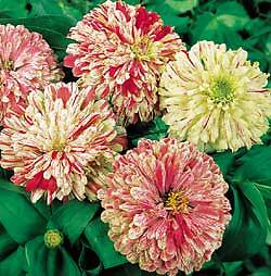 Zinnia Peppermint Stick 1,000 seeds