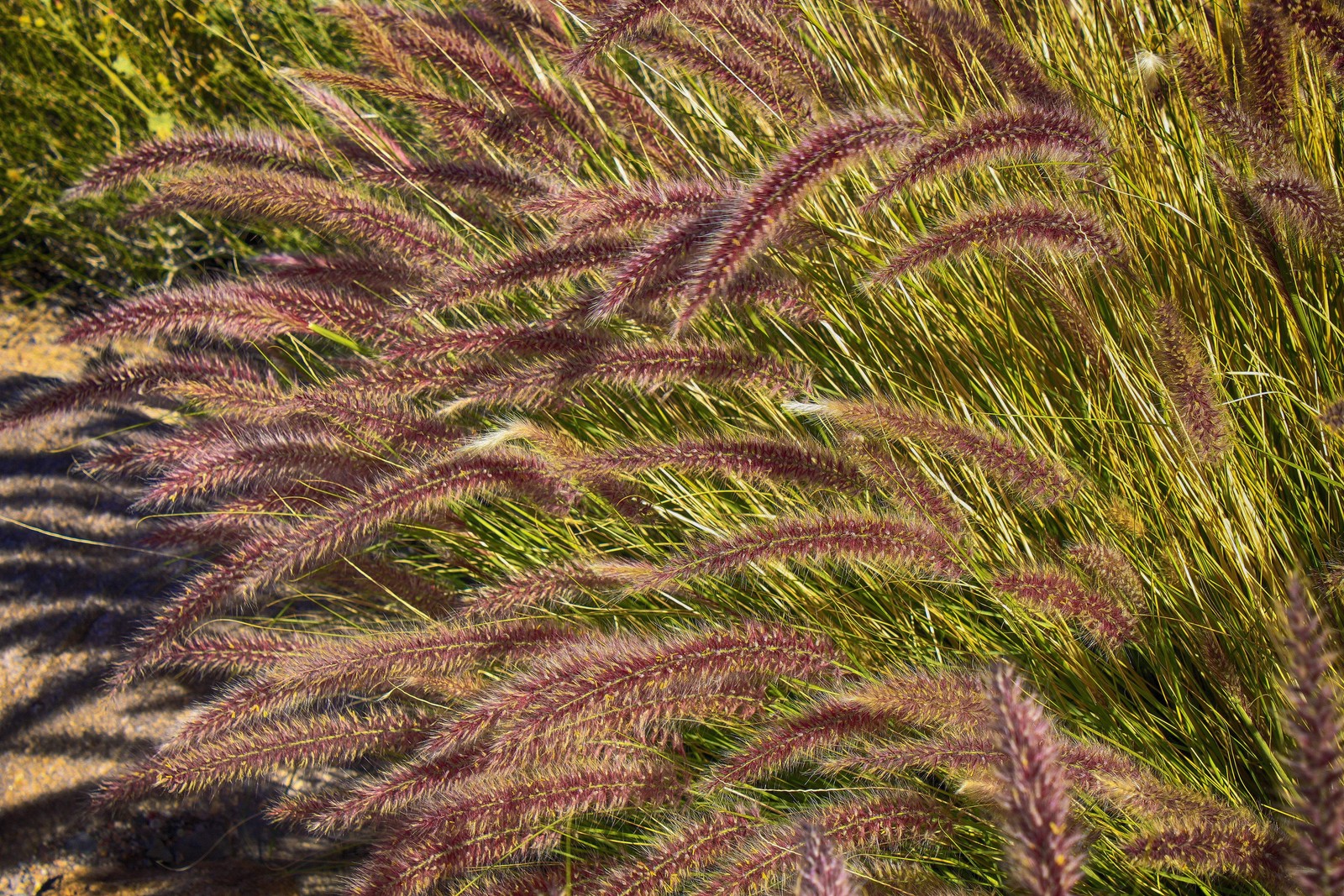 25 PURPLE FOUNTAIN GRASS Ornamental Pennisetum Setaceum Dark Burgundy Flower See
