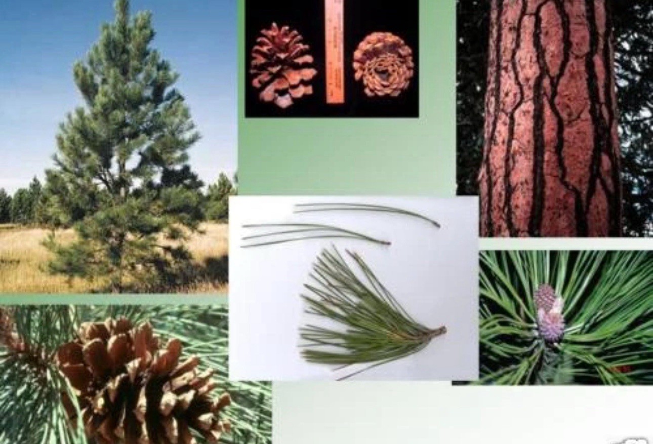 50 Ponderosa Pine, Pinus ponderosa, Tree Seeds Hardy Evergreen Feed Horses Hay