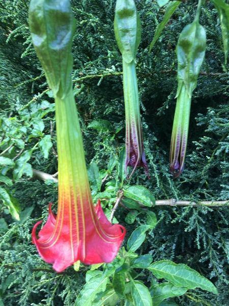 Brugmansia sanguinea | Red Angel’s Trumpet | 10 Seeds