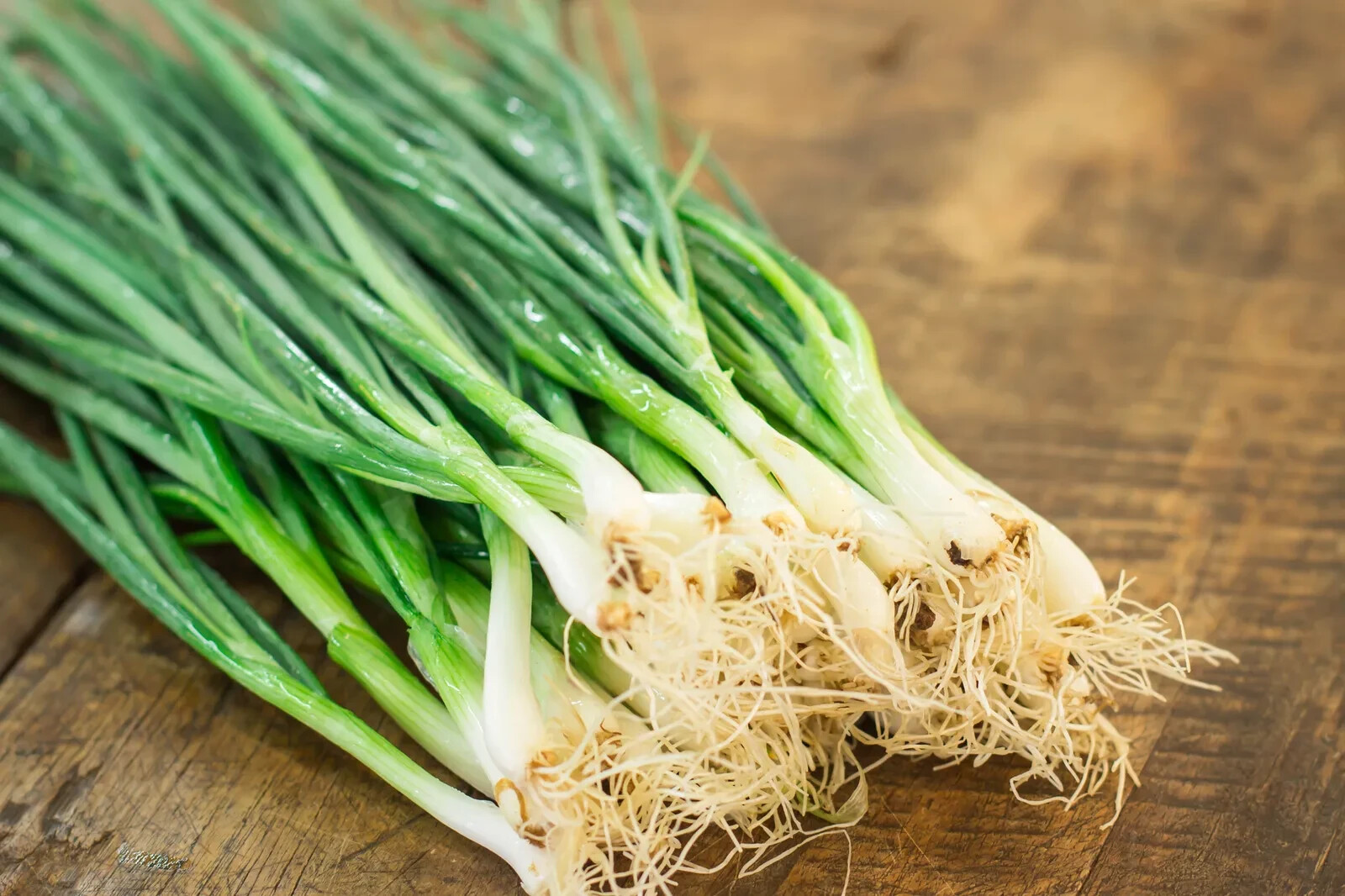 500+ Scallion (Green) Onion Seeds for Garden Planting – USA – FREE SHIPPING!
