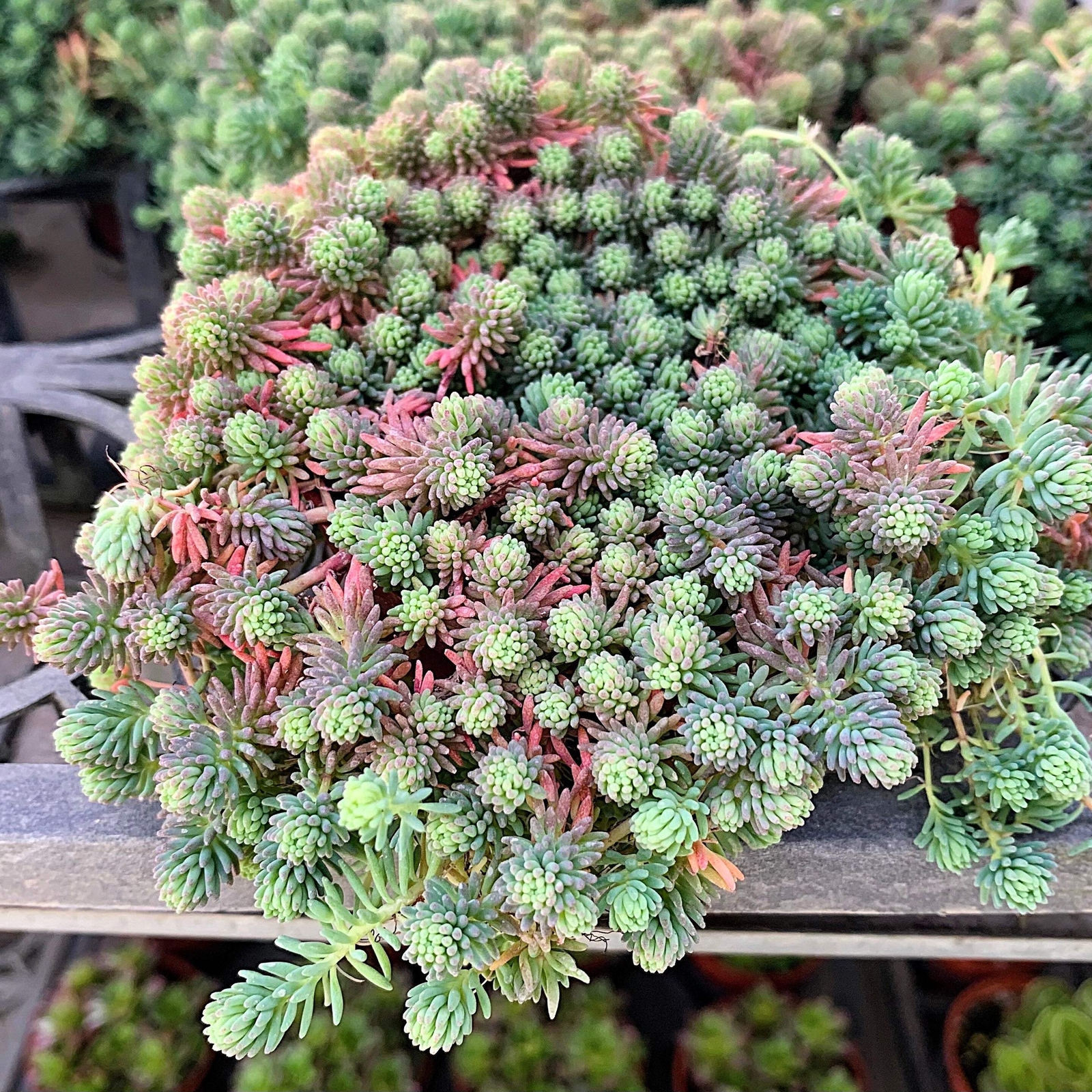25 SPANISH STONECROP / SEDUM HISPANICUM Groundcover Flower Seeds *Comb S/H