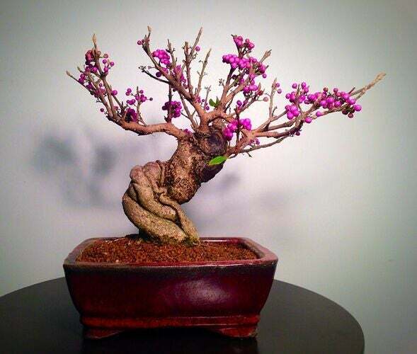 Bonsai Beauty Berry Tree Seeds – Callicarpa Americana – 20 Seeds – Non-GMO Seeds