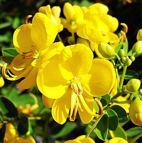 Cassia Tora 20 Seeds, Senna Tora A Wide Range Of Diverse Uses, Medicinal Herb