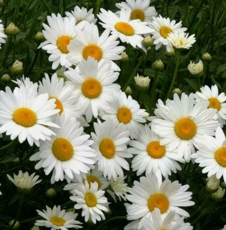 20+ SHASTA DAISY Chrysanthemum Perennial Heirloom Flower Non-GMO Seeds