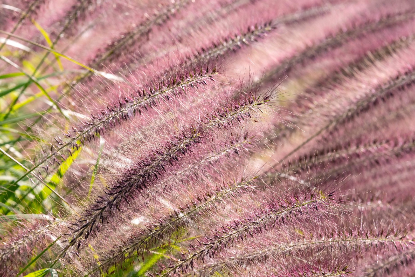 25 PURPLE FOUNTAIN GRASS Ornamental Pennisetum Setaceum Dark Burgundy Flower See