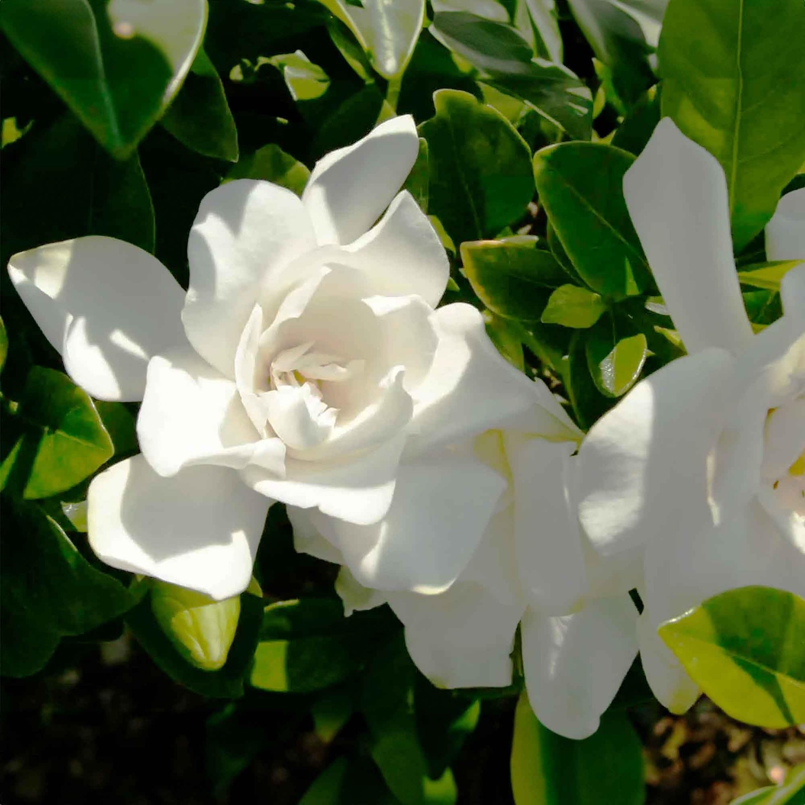 Jubilation Gardenia by Southern Living in 1 Gal. Grower’s Pot | Fragrant, Com…