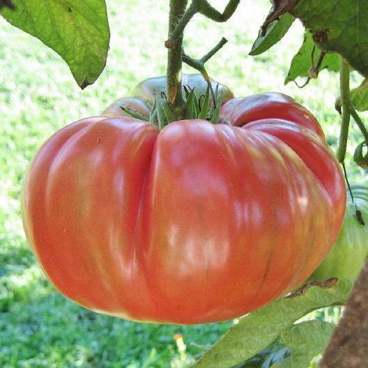 100 Brandywine Pink Tomato Seeds Seeds – Non-GMO Heirloom Free Shipping