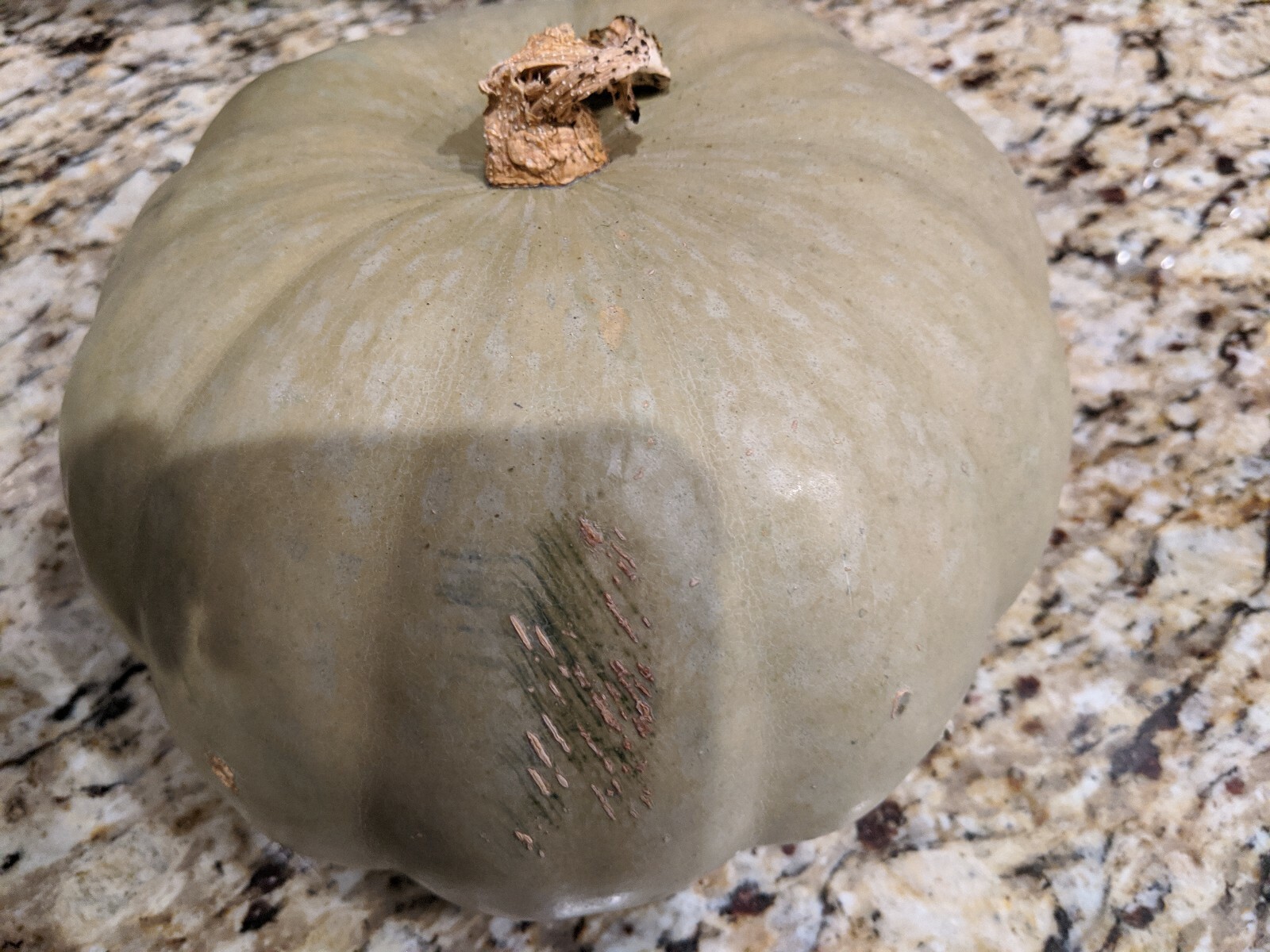 Heirloom Jarrahdale Blue Gray Sweet Orange Keeps 12+ months 12 Pumpkin Seeds