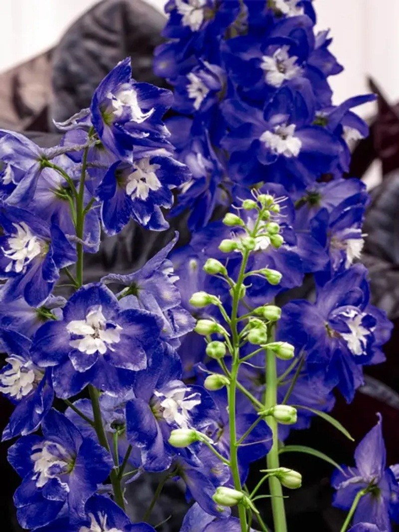 50 Delphinium Mix Seeds Perennial Seed Flower Flowers Perennial “Dark Blue”