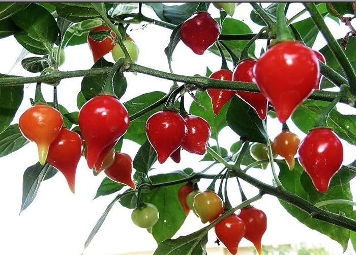 20 Fresh Harvest of 2025 Authentic Biquinho Red Prime Pepper Seeds-B 10
