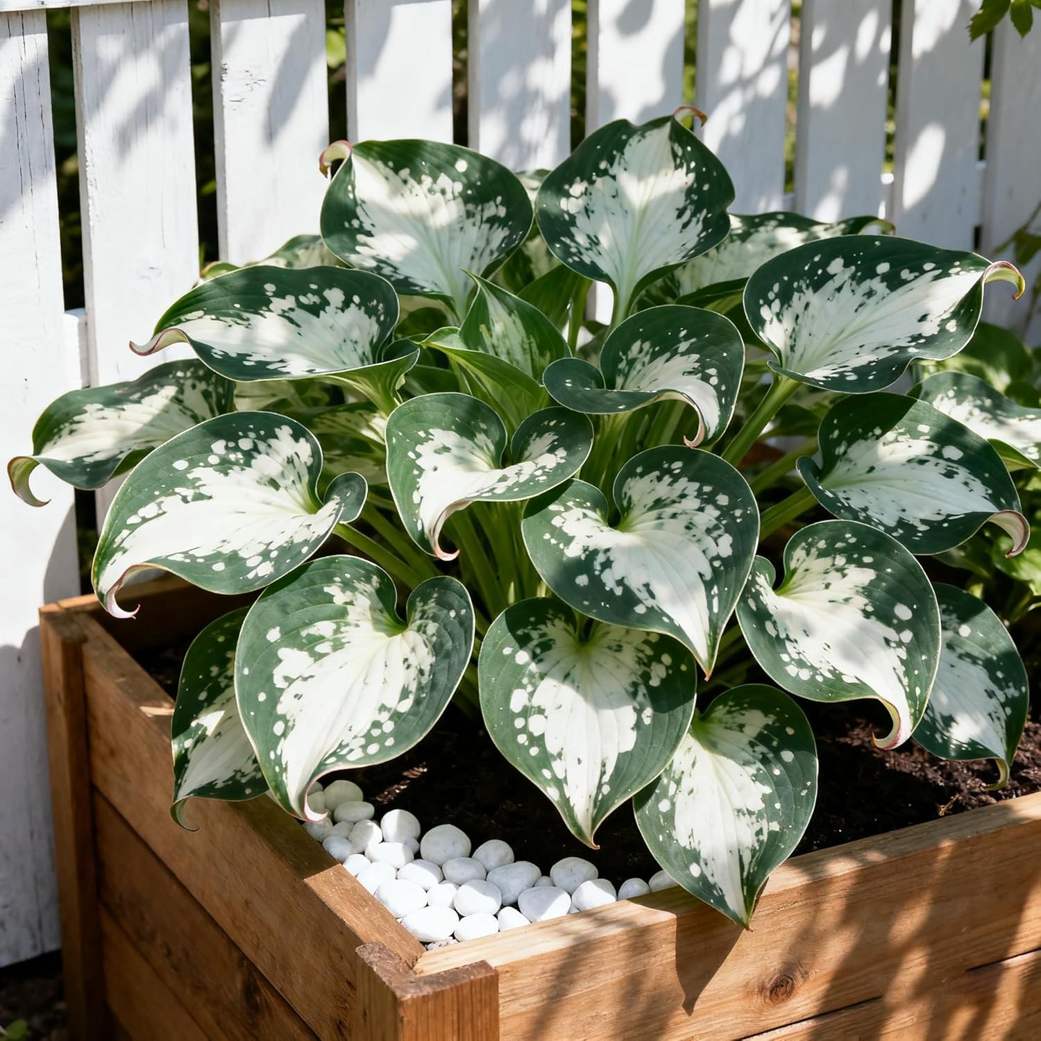 Hosta Seeds for Planting, 300+ Mixed Color Perennial Hosta Seed, Heirloom Non-GM