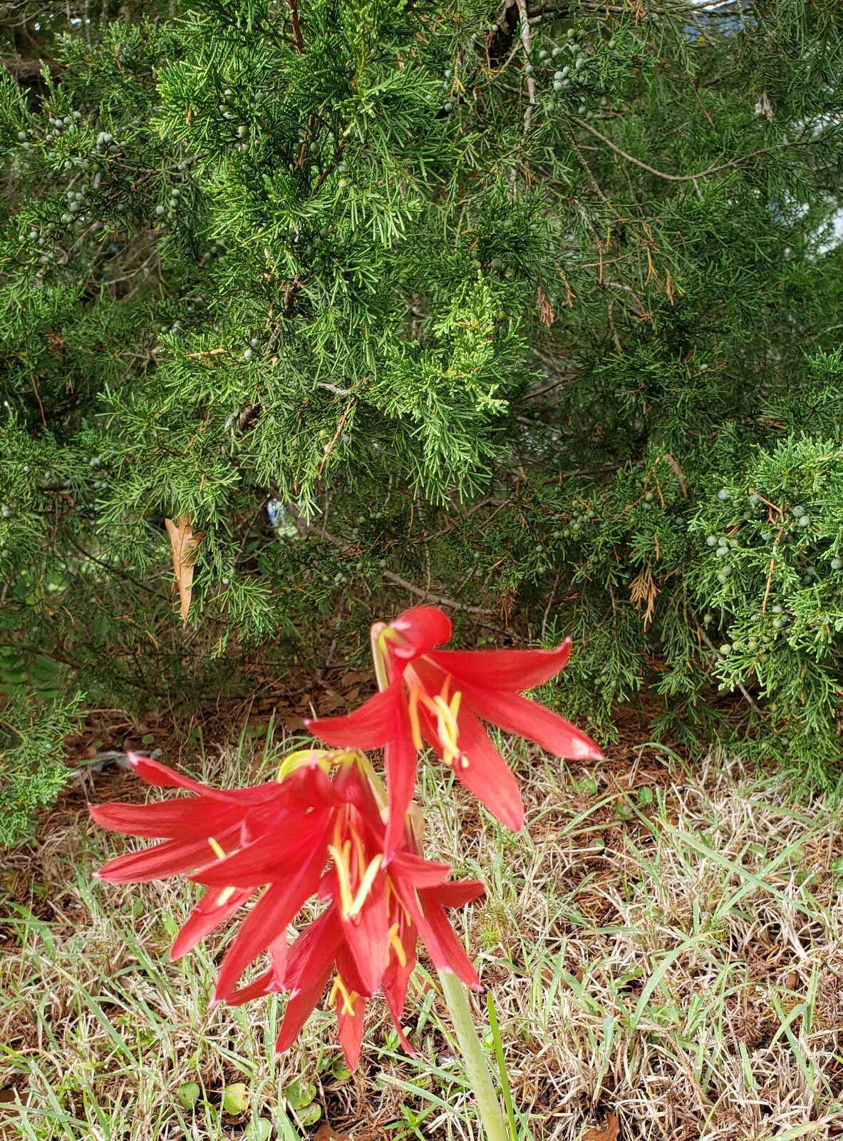 Oxblood Lily Bulbs Lilies Rain Schoolhouse Hurricane Rhodophiala bifida-17 bulbs