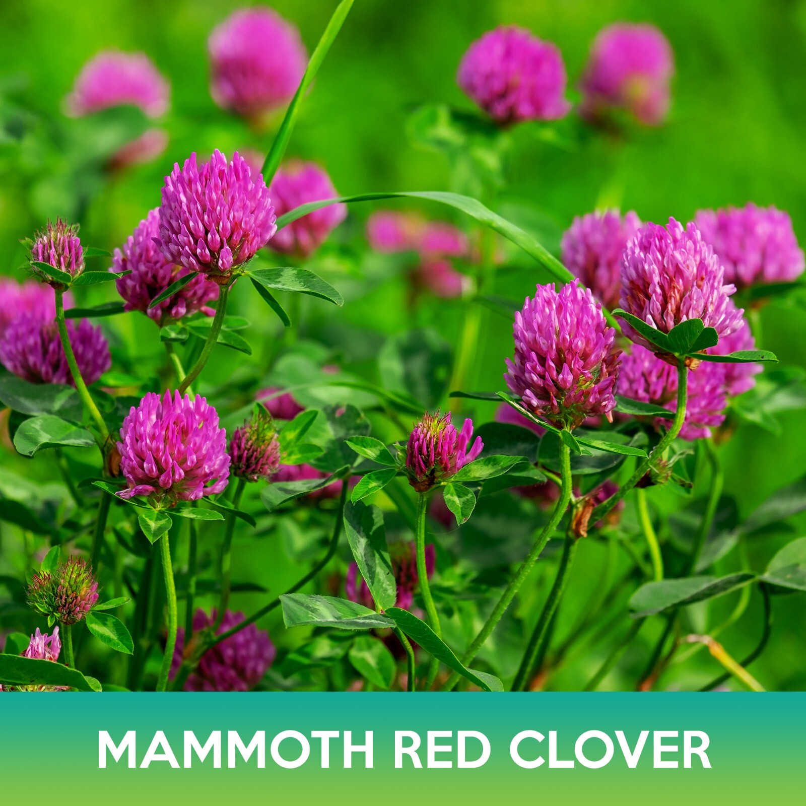 Mammoth Red Clover Seeds, Trifolium pratense