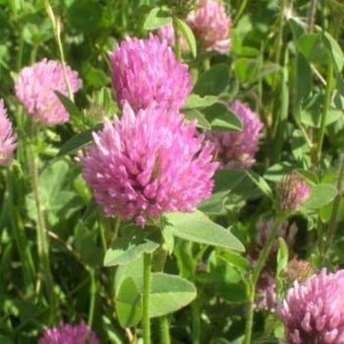 Perennial Red Clover Seeds – 2 lbs. Self-Seeding, Nitrocoated, Inoculated Clo…