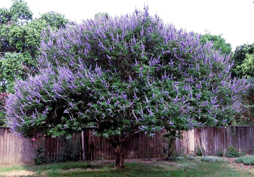 CHASTE TREE SEEDS (Vitex agnus-castus) Monks Pepper Fast Hardy Lilac Flower
