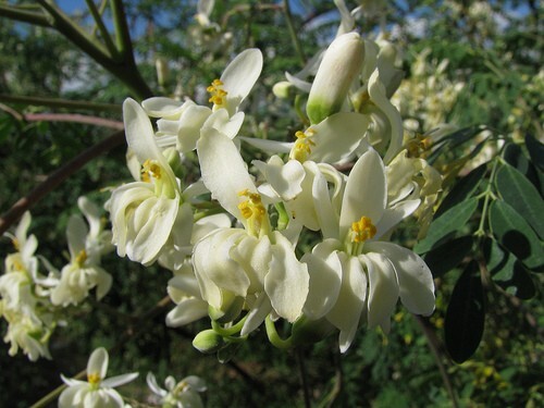 Moringa Oleifera Pterygosperma, Horseradish Oil Edible Ornamental Tree 10 Seeds