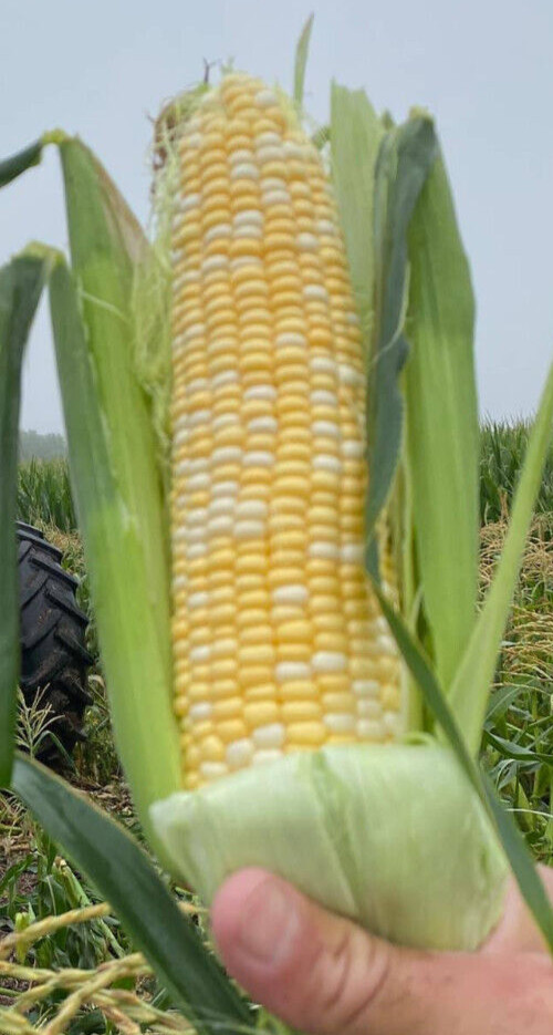 Peaches & Cream Corn Seeds | Hybrid Bicolor Sweet | Free Shipping