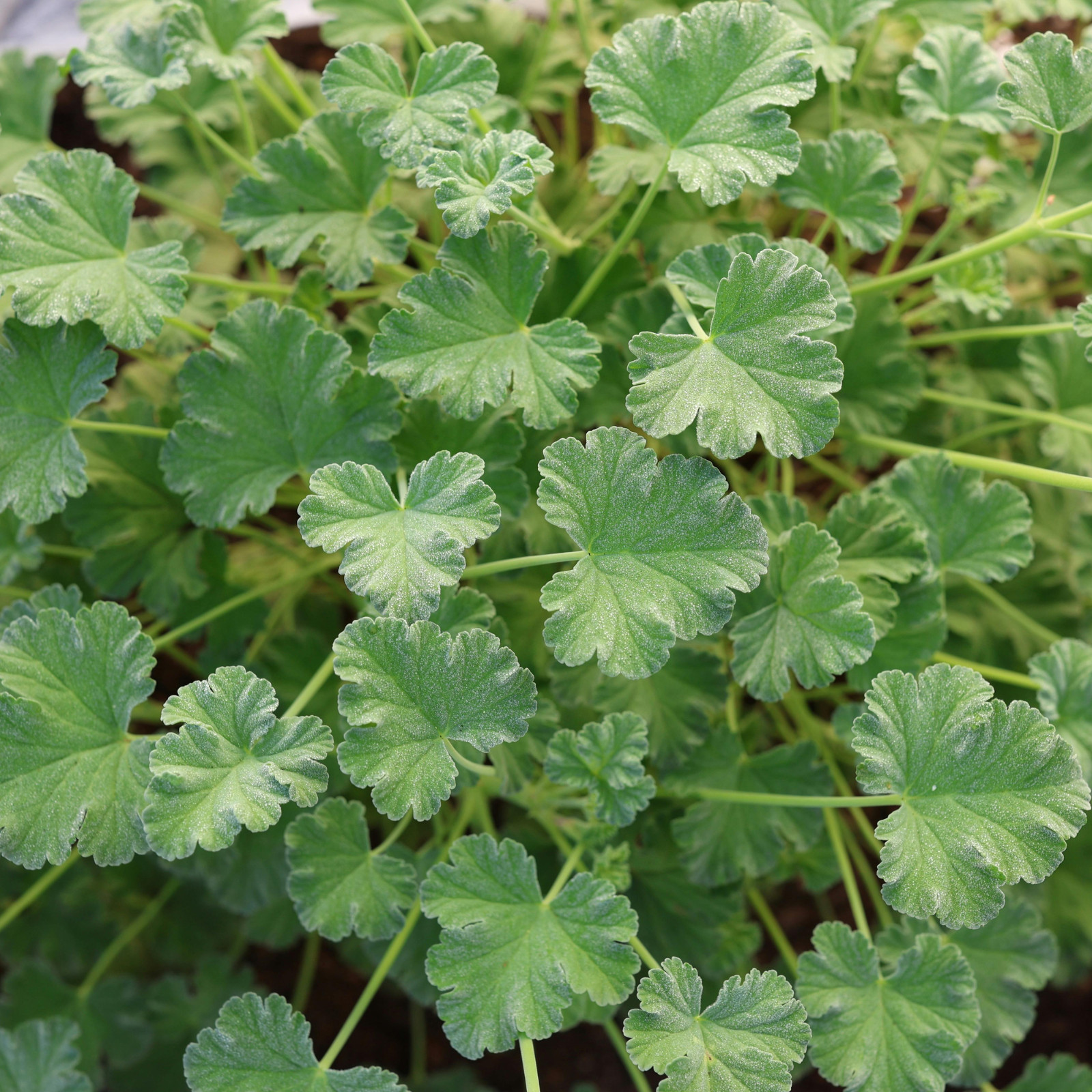 100+ Geranium Seeds -Peachy Keen- Fragrant – Fresh Flower Seeds Non GMO