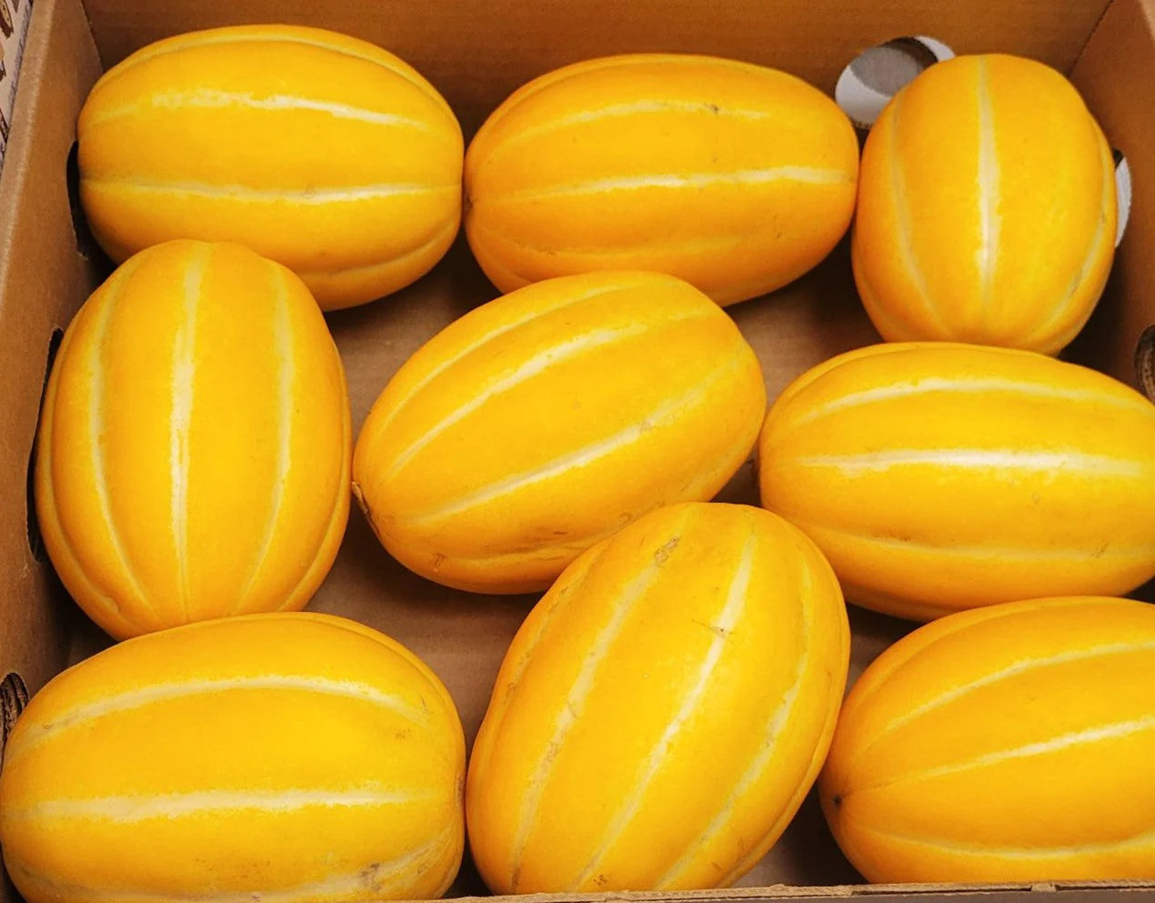 Golden Giant Korean Melon Seeds | Hybrid Chamoe Honeydew Seed 2024 Fast Shipping