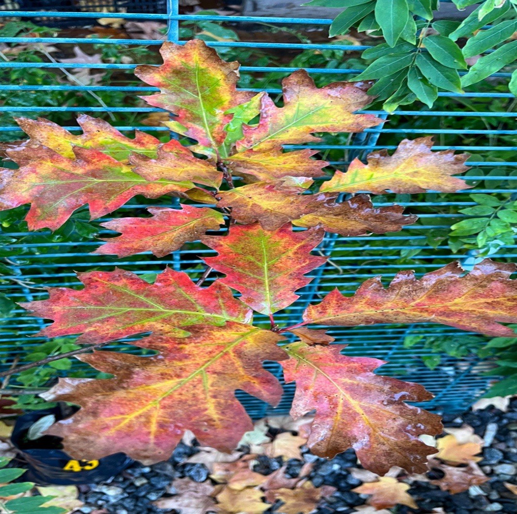 Exact plant #43, Red Oak Quercus Rubra 4-5 year old