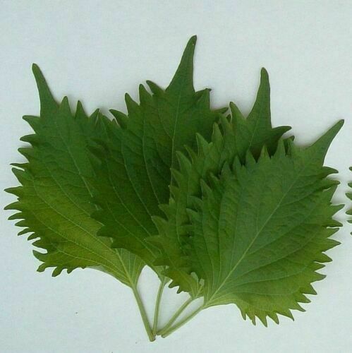 1 oz GREEN SHISO Seeds AUTHENTIC OHBA AO Perilla frutescens var Crispa Apx 16800
