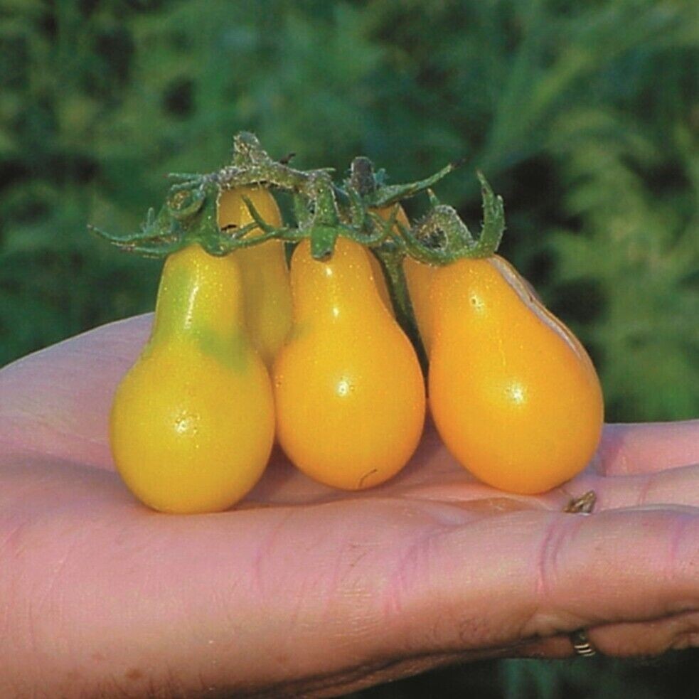 120+ Yellow Pear Tomato Seeds —————– Heirloom — NON GMO — Organic