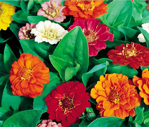 ZINNIA DWARF THUMBELINA MIX Zinnia Elegans – 1,200 Bulk Seeds