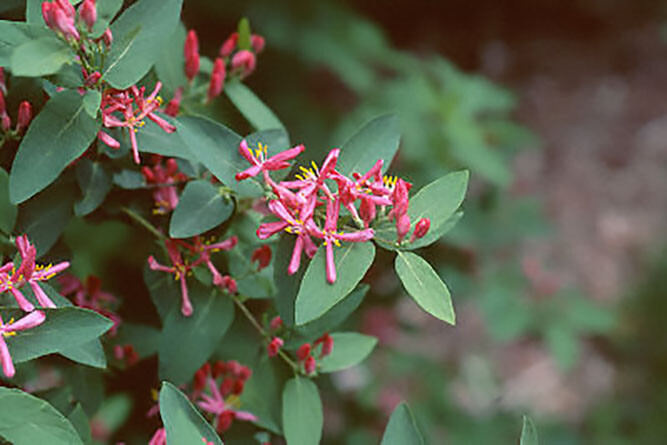 Arnold Red Tatarian Honeysuckle, Lonicera tatarica Arnold Red, Shrub Seeds