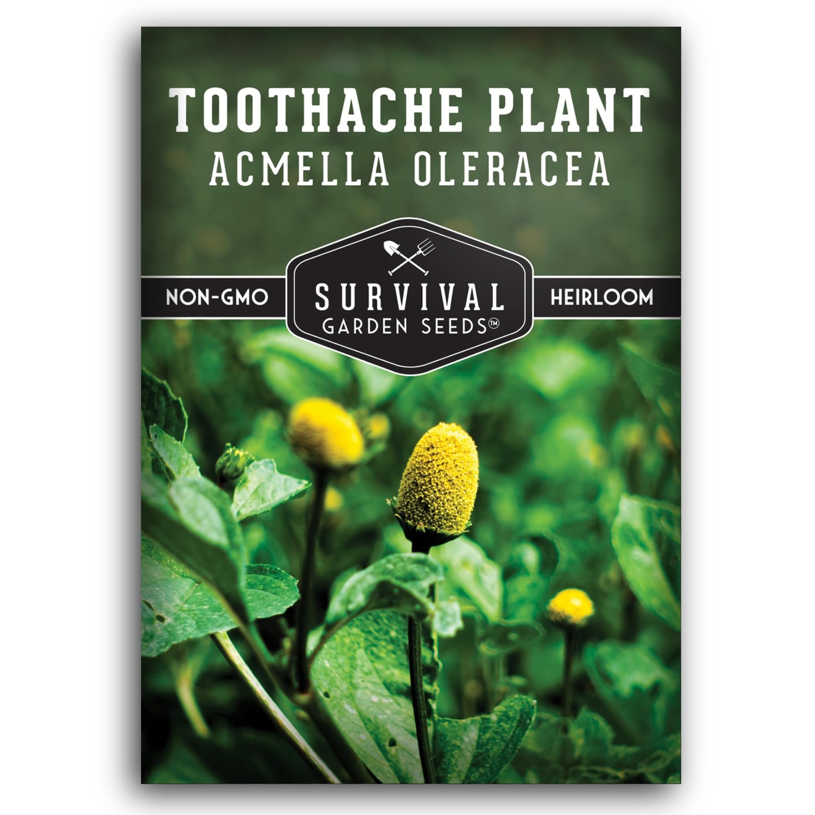 Toothache Plant Seeds for Planting Acmella Oleracea Spilanthes Buzz Button E…