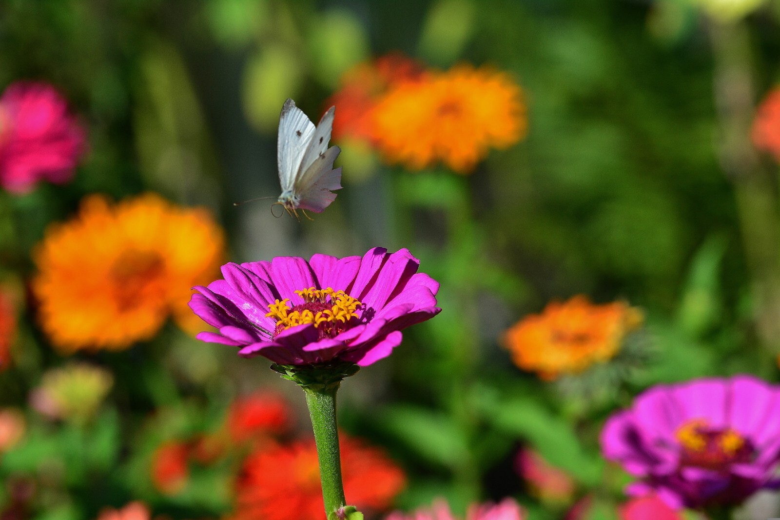 Zinnia, Mixed Heirloom 10Seeds, Flower Seeds, Colorful Flower, Butterfly 10seeds