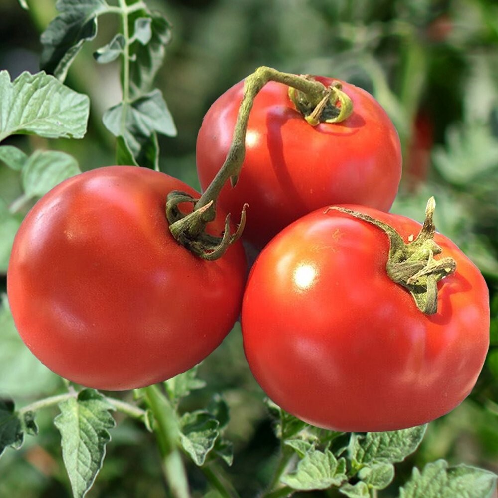 10+ Homestead Tomato Seeds – HEIRLOOM – NON GMO – ORGANIC —- DROUGHT RESISTENT