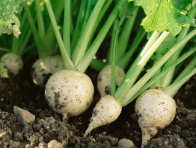 100 count Seven Top Turnip – NON-GMO