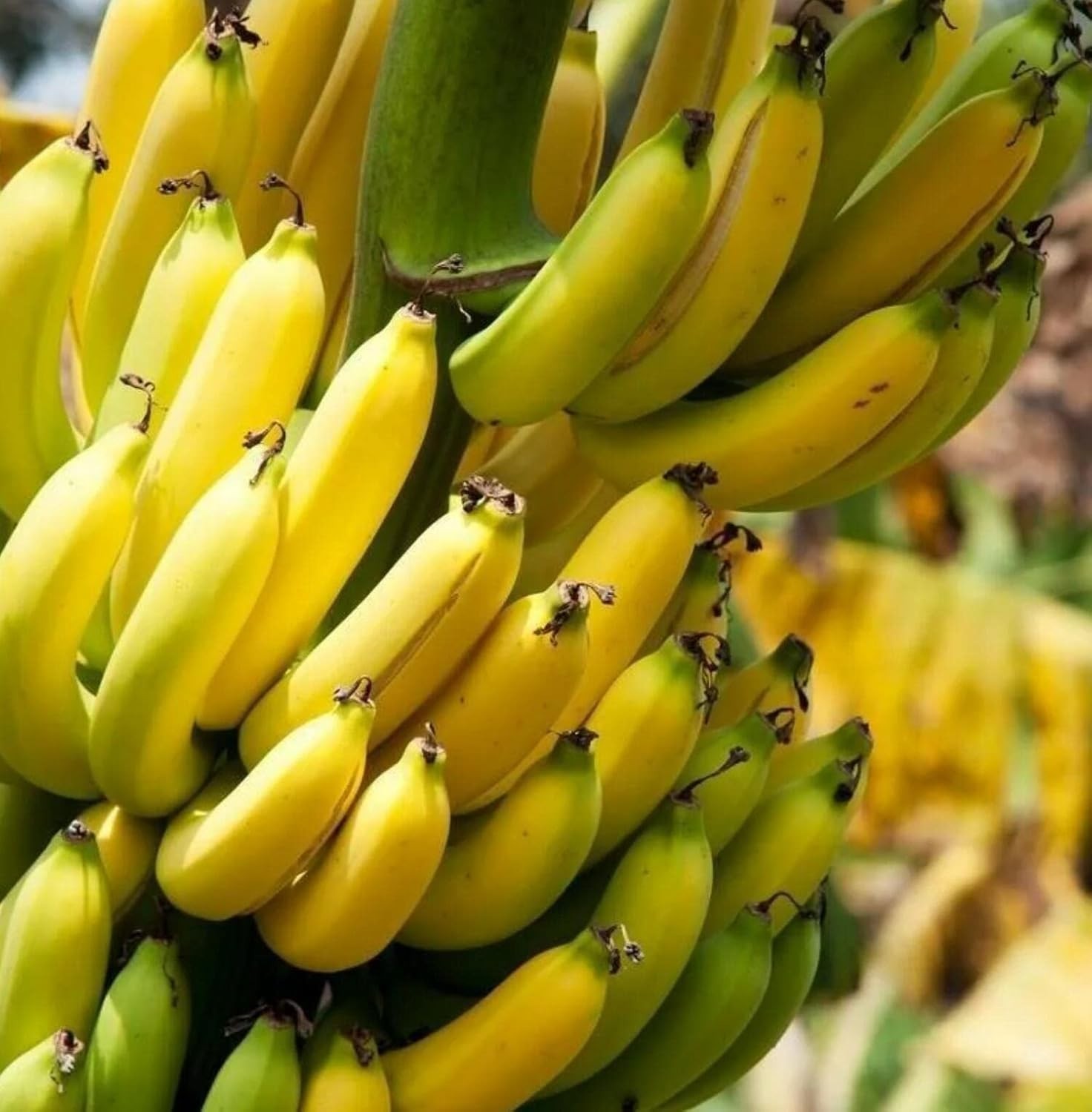 Puerto Rican Platano Banano Enano Seeds [10] NON GMO ORGANIC RARE
