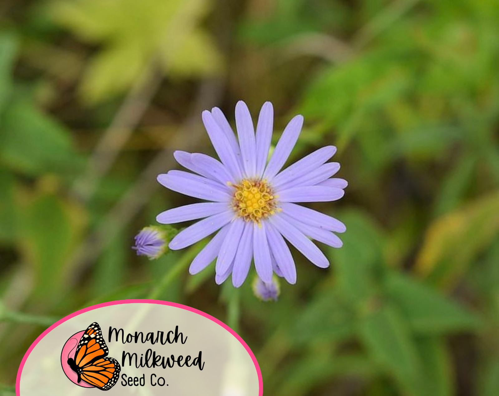 1600+ Smooth Blue Aster Seeds | Native Perennial Wildflower Pollinator Gardening