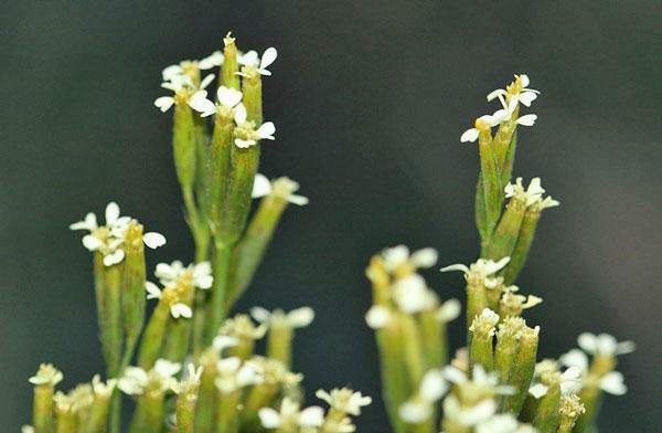 Tagetes minuta | Khaki Weed | Little Marigold | Muster John Henry | 20 Seeds