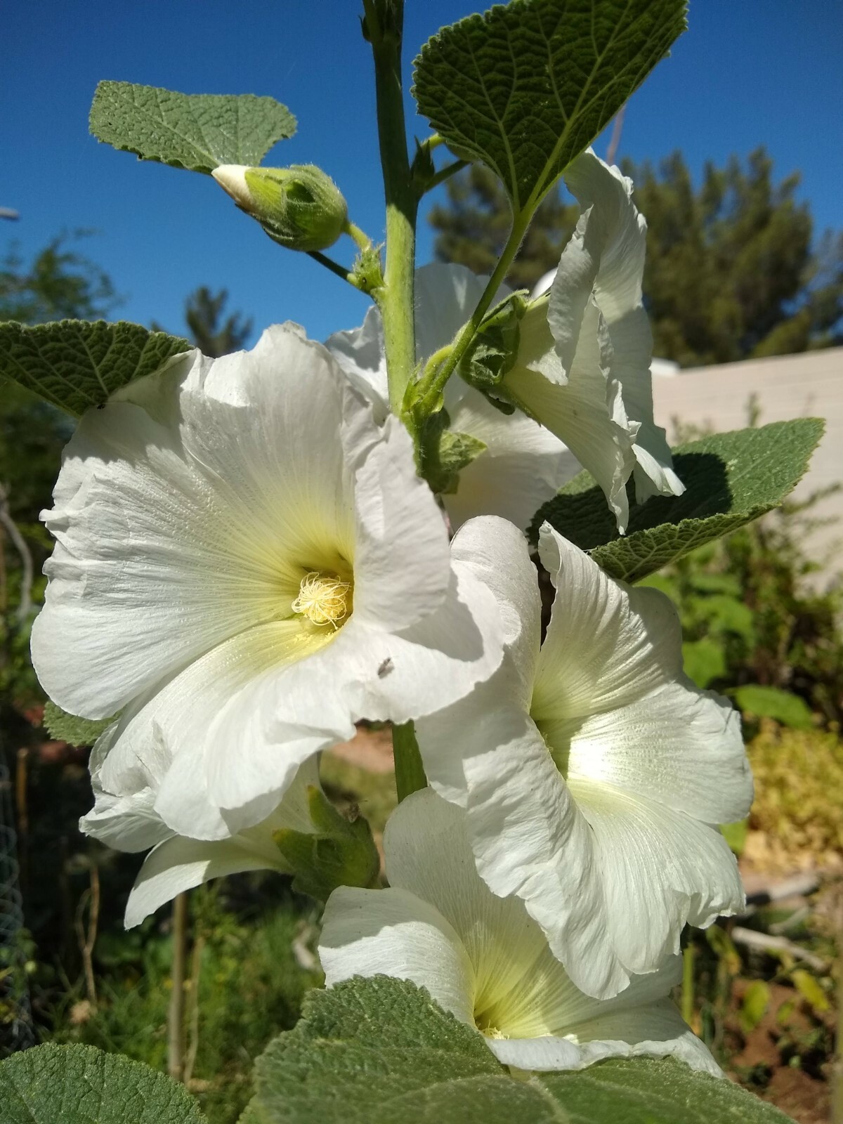 HOLLYHOCK SINGLE WHITE