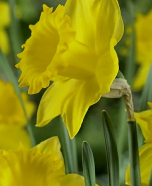 DAFFODILS 20 Dutch Master Bulbs